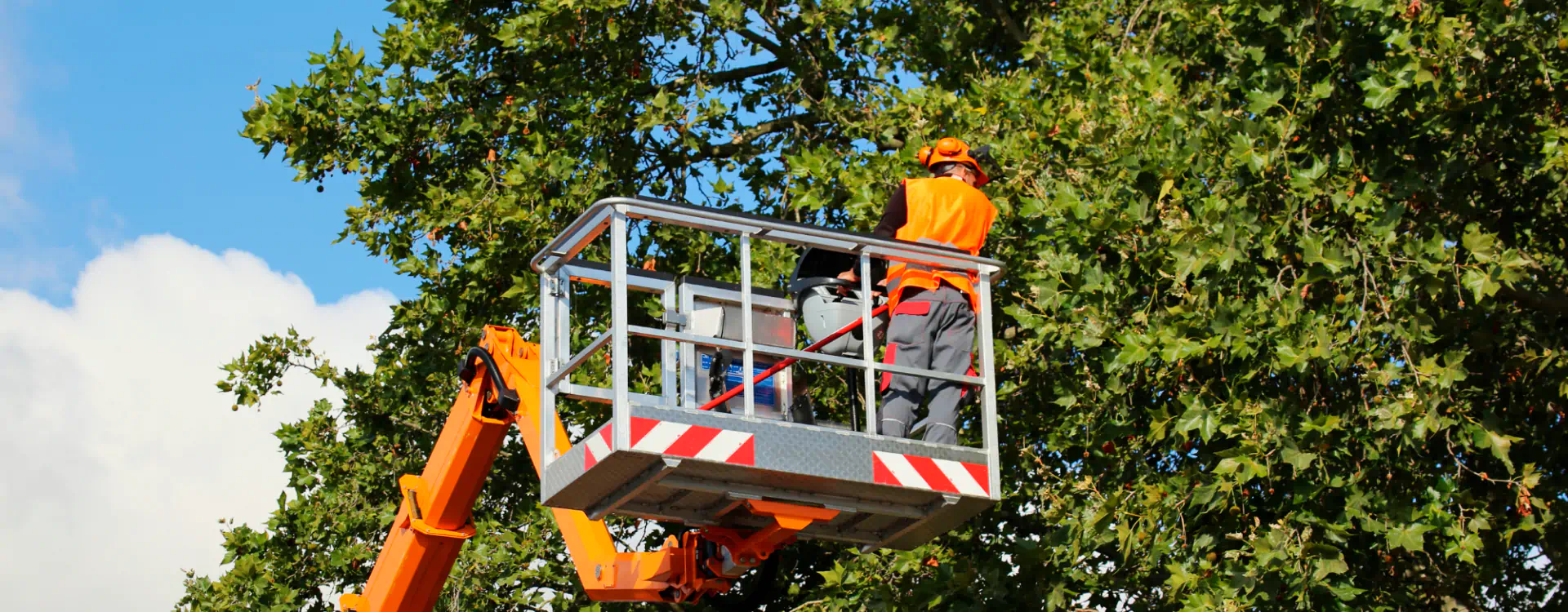 professional tree trimming WaterfordTwp MI