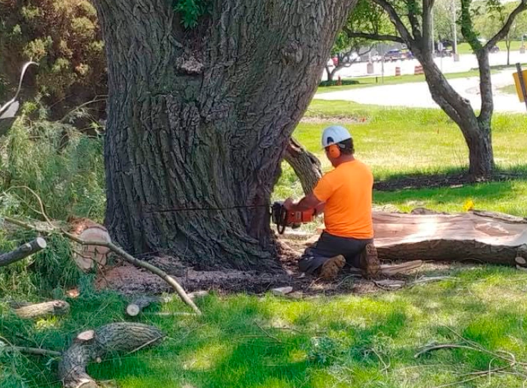 tree removal service