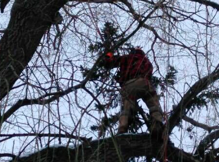 tree trimming service