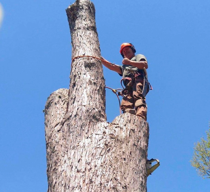 worker on top of a tree